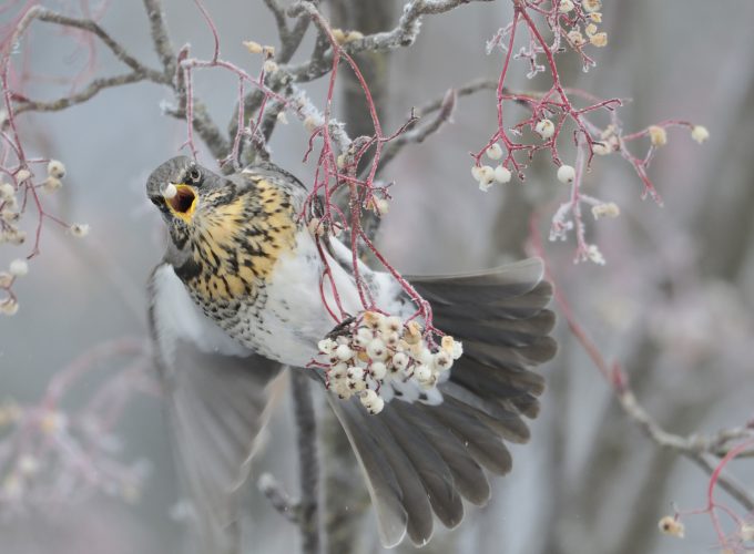 Wallpaper Pigeon, dove, trees, winter, Animals 653532554